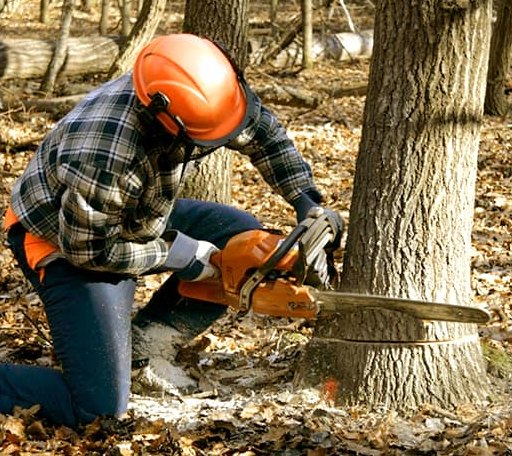Tree Removal in Hubbardston, MI